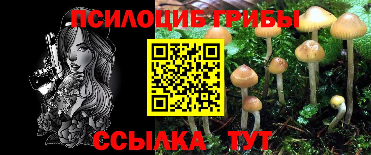 Псилоцибиновые грибы Psilocybe Волоколамск